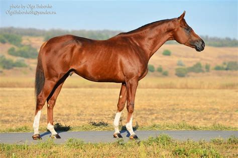 Золото донских степей. | Chesnut horse, Beautiful horses, Horse breeds