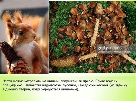 Сліди тварин - презентация онлайн