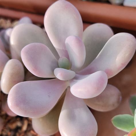 Суккуленты :: Граптопеталумы и граптоверии :: Graptopetalum amethystinum