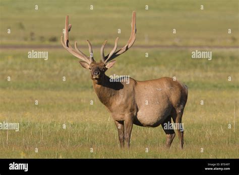 bull elk cervus canadensis   antlers covered  velvet