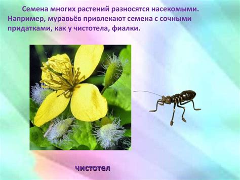 Распространение плодов и семян - презентация онлайн