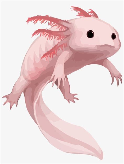 How To Draw An Axolotl Really Easy Drawing Tutorial Images