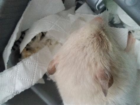 tips for hamster breathing fast at home 14