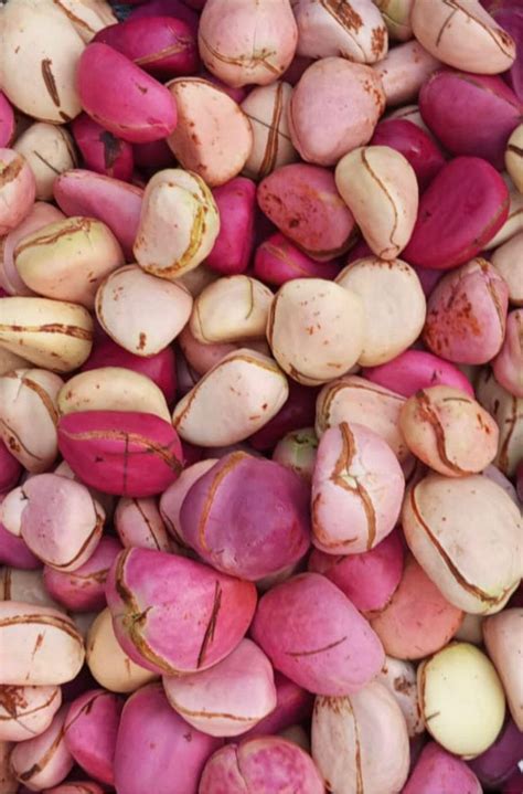 plumpy nut where to buy 4