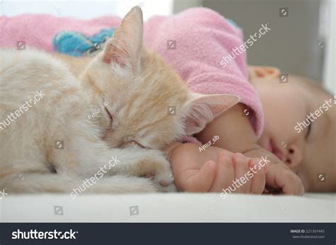 Baby Cat Sleeping Together Cute Childhood Stock Photo 221307445 ...