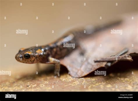 Fire salamander larvae hi-res stock photography and images - Alamy