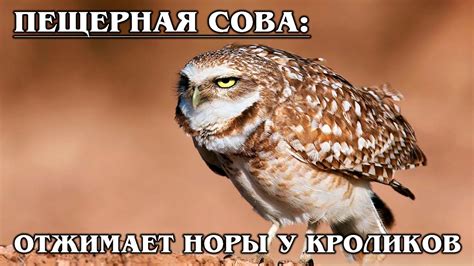 КРОЛИЧИЙ СЫЧ: Маленькая сова | Интересные факты про сов - YouTube