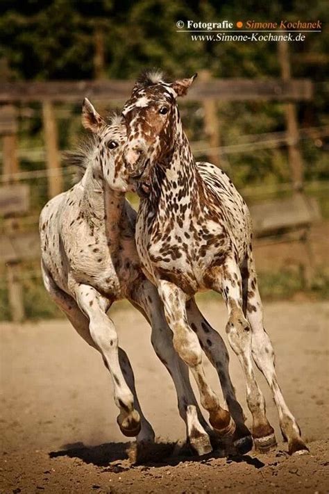 Bay Leopard Appaloosa foal | Leopard appaloosa, Foals, Horses