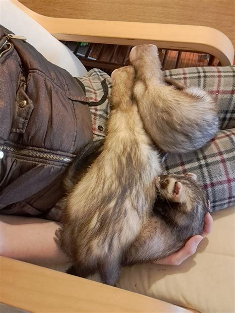 The size of ferrets with Marshall's new breeding practices compared to