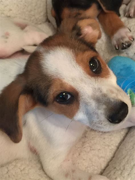 Jack Russell Mix | Jack russell mix, Jack russell, Corgi