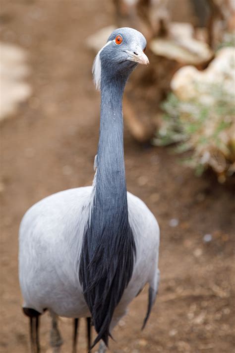 Demoiselle Crane Free Stock Photo - Public Domain Pictures