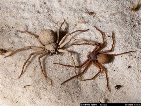 Six eyed sand spider - Alchetron, The Free Social Encyclopedia