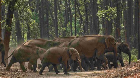 The difference between Asian and African elephants - CGTN