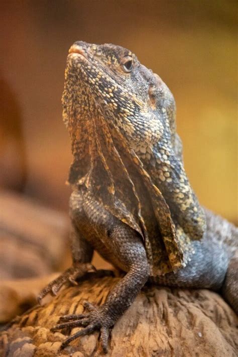 Frilled Dragon Care: Diet, Enclosure, Size & More! | Reptile tank ...