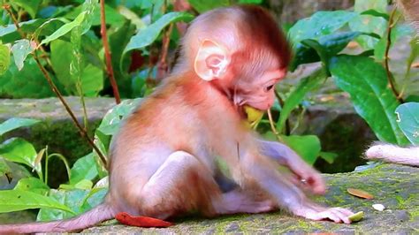 baby monkey rainbow playing youtube