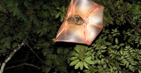 Two new 'flying lemur' species identified