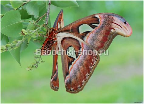 Бабочка Аттакус Атлас 18-25 см (Attacus Atlas) - Живые бабочки в Москве ...