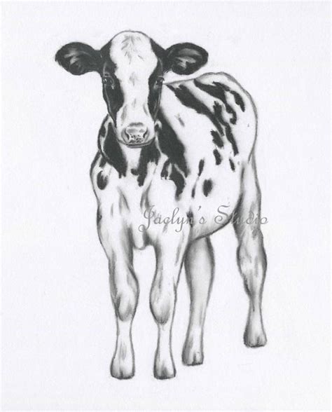 Calf Drawing at PaintingValley.com | Explore collection of Calf Drawing