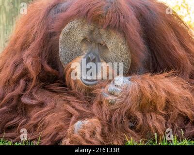 Sumatran Orangutan (Pongo pygmaeus abelii, Pongo abelii), male, native ...