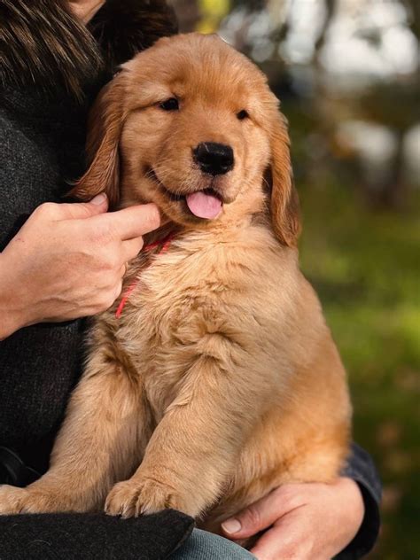 American Goldens | Купить щенка золотистого ретривера с родословной
