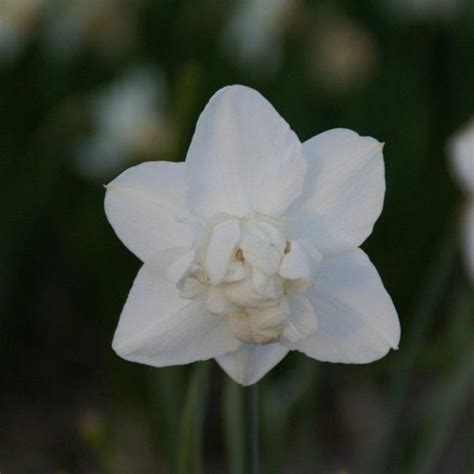 Narcissus 'Snowball' - buy plants at Coolplants