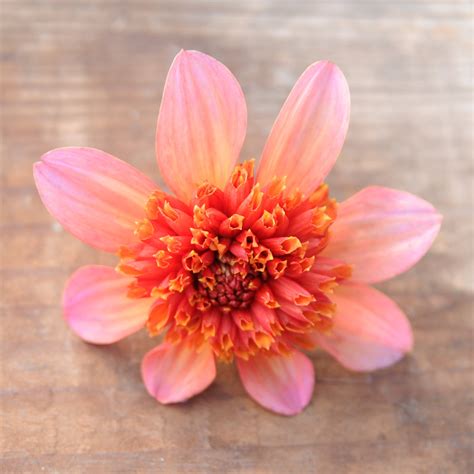 Dahlia Totally Tangerine – Prairie Grove Acres