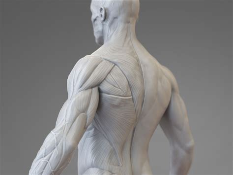 ArtStation - Old Anatomical Study
