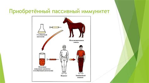 Иммунитет - презентация онлайн