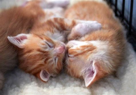 kitten care basics purrparentcom