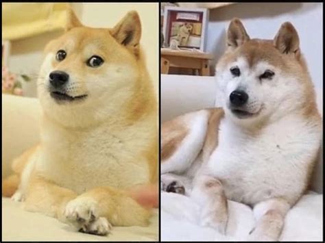 shiba inu meme dog face