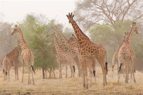 tallest animal 7