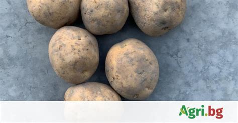 Холандски картофи – АгроБорса | Agri.BG