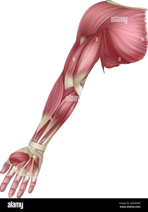 Arm Muscles Human Muscle Medical Anatomy Diagram Stock Vector Image ...