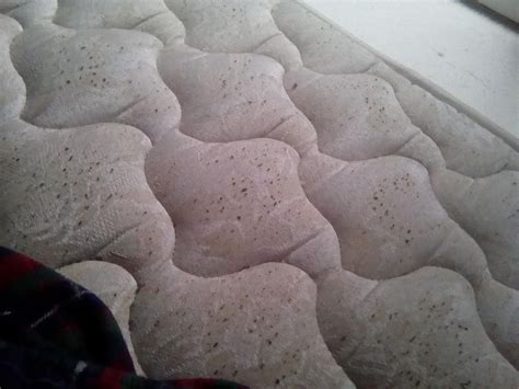 Are these pieces of lint or bed bug remains? : r/Bedbugs