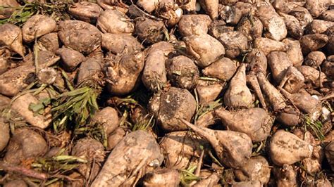 Beet processing | Alfa Laval
