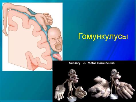 Нервная система. Головной мозг - презентация онлайн
