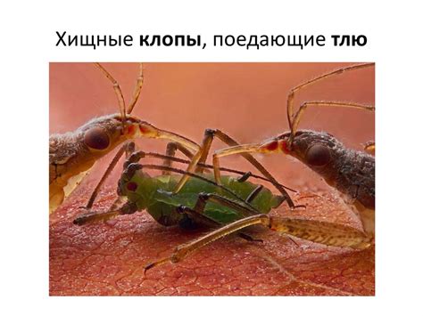 Типы взаимоотношений между живыми организмами - презентация онлайн