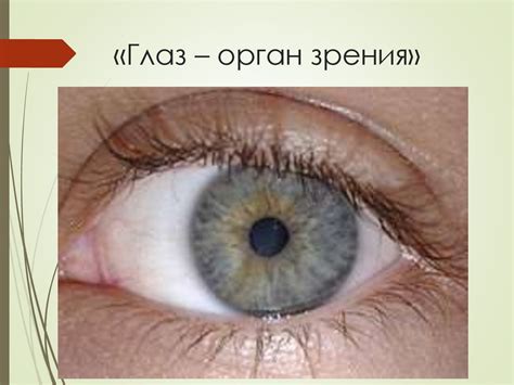 Глаз - орган зрения - презентация онлайн