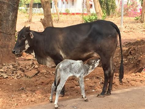 adorable baby  standing    adult