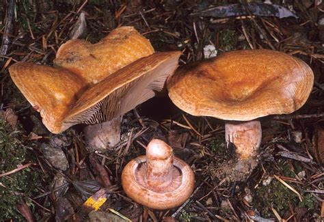 Lactarius rubrilacteus - Alchetron, The Free Social Encyclopedia