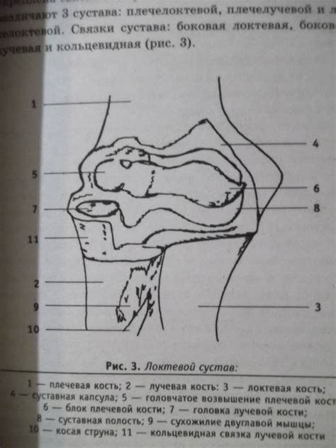 Книга: Фитотерапия в травматологии и ортопедии - Николай Сулим. Купить ...