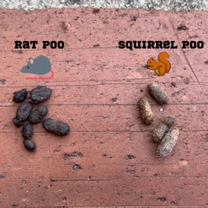 What does squirrel poop look like? - Nocturnal Animals