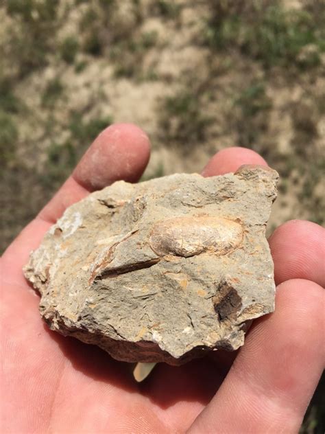 Bivalve - Member Collections - The Fossil Forum