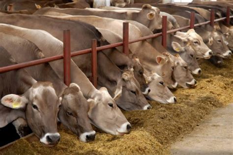 В Україні плануюють підтримати розведення зникаючих порід корів