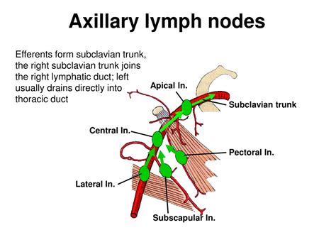 Subscapular lymph node swelling. Axillary Lymph Nodes: Anatomy