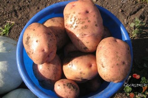 Картофель Жуковский ранний – описание сорта, фото, отзывы ...