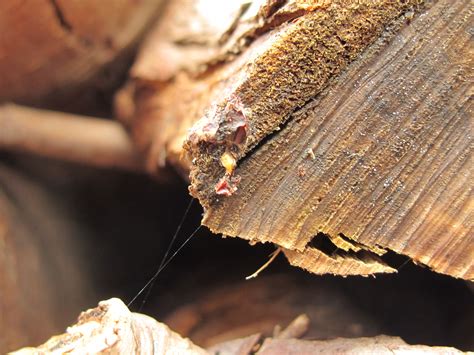 the secret life of woodlice | brookend cottage garden