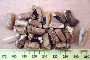 Sclerocarya birrea - Wikipedia