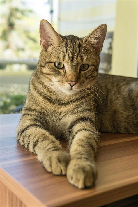 Cat European Shorthair Race Breed - Free photo on Pixabay