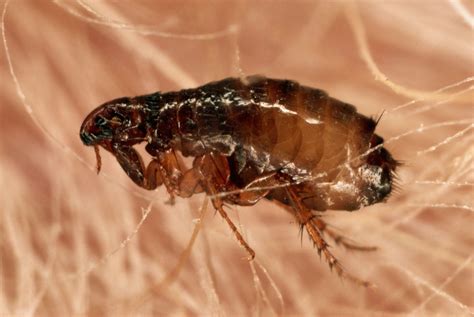 Dog Fleas